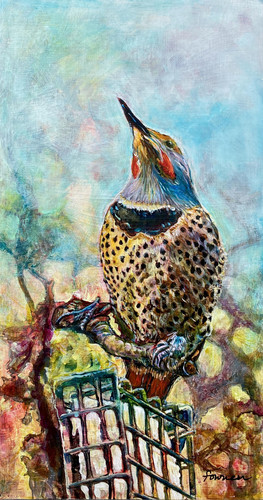 Northern Flicker